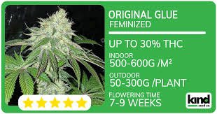 Discovering the World of Marijuana Seeds Maryland Discovering the World of Marijuana Seeds Maryland