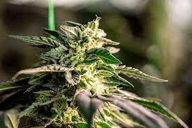Discovering the World of Marijuana Seeds Maryland Discovering the World of Marijuana Seeds Maryland